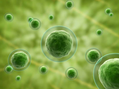 BELNATUR EXO-VITAL BEMUTATÓ – SZAKMAI ESEMÉNY KOZMETIKUSOKNAK 03.29.!